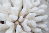 White Coral Pouch